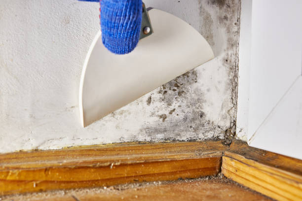 Best Mold Damage Restoration  in Lakeland, GA