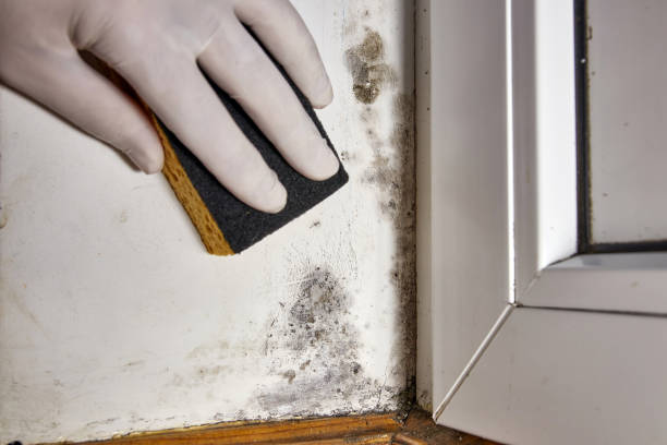 Best Airborne Mold Testing  in Lakeland, GA